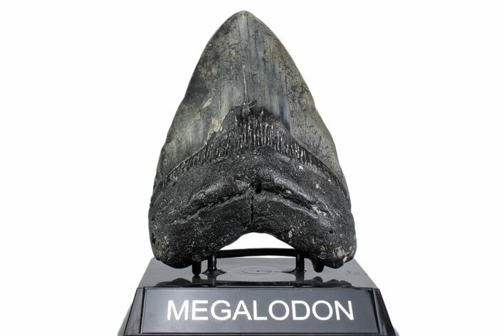 Fossil Megalodon Tooth - North Carolina #380153